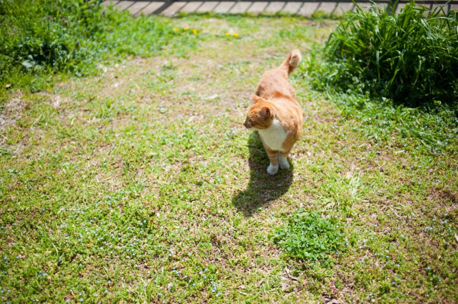 koro