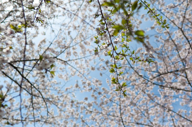 桜
