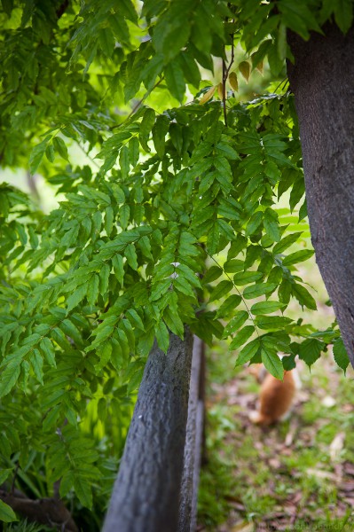 猫sanpo