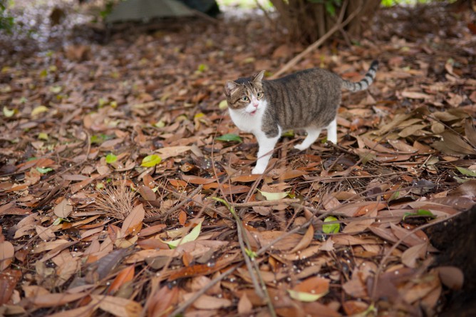 猫の森