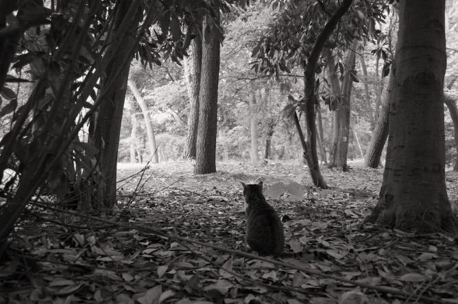 猫の森