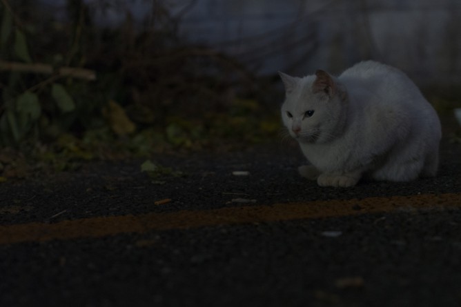 夜猫