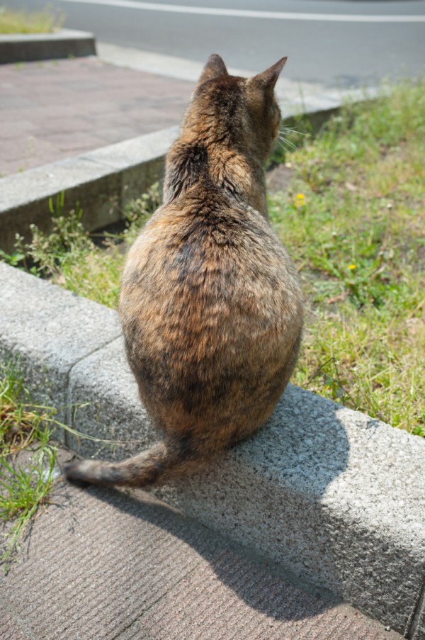 sei