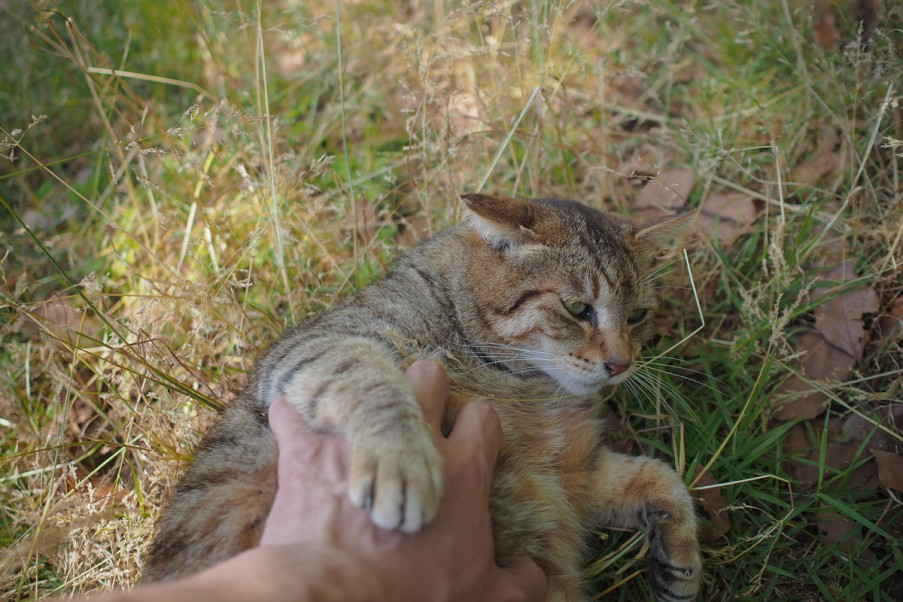 tora
