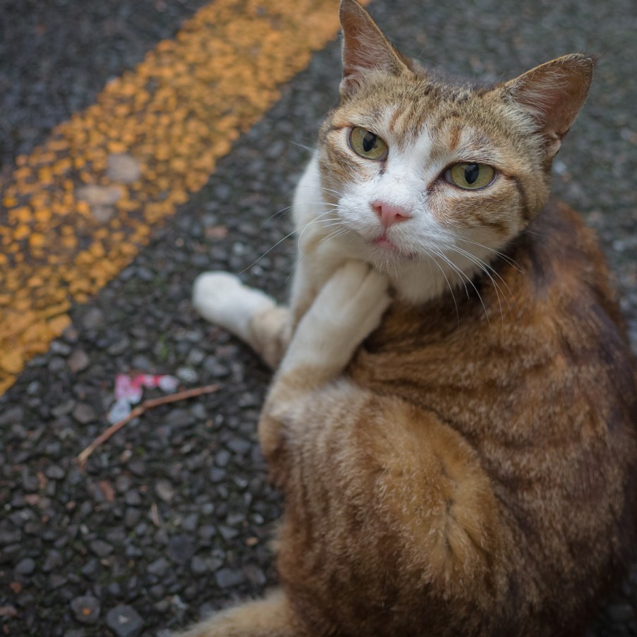 日曜猫