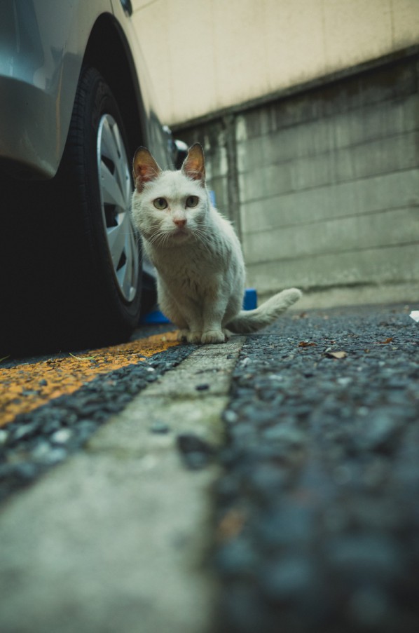 野良猫