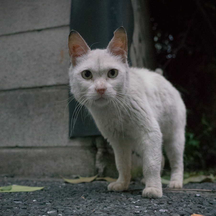 日曜猫