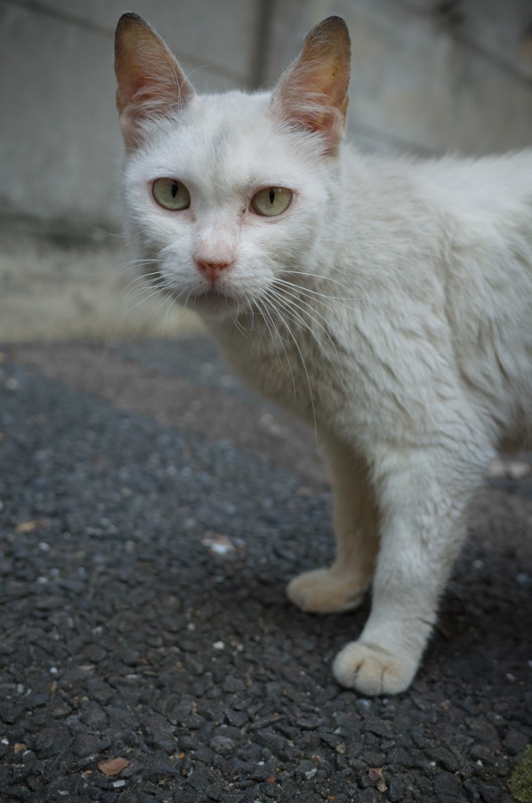 日曜猫