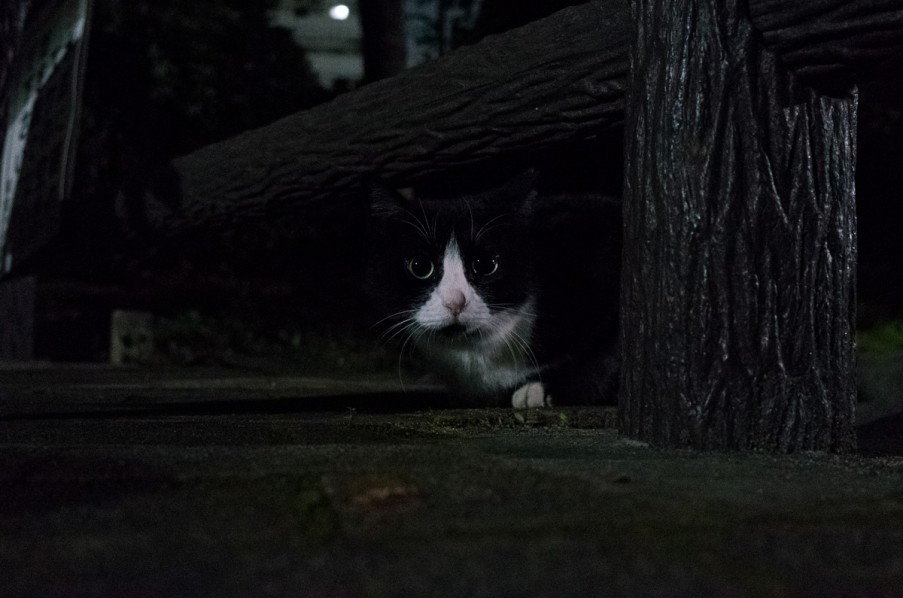 夜猫