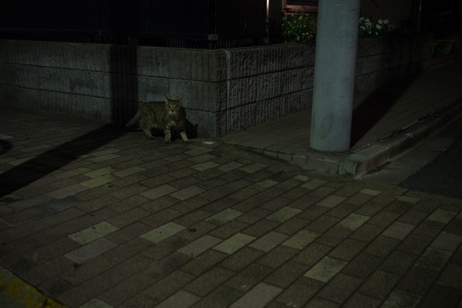 夜猫