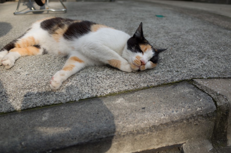 ねこ