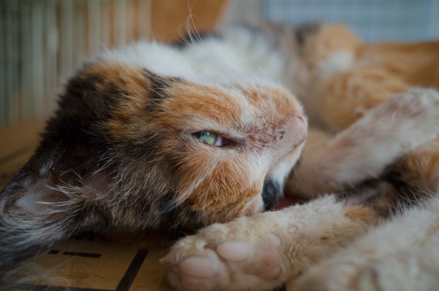 目を開けたまま寝る猫