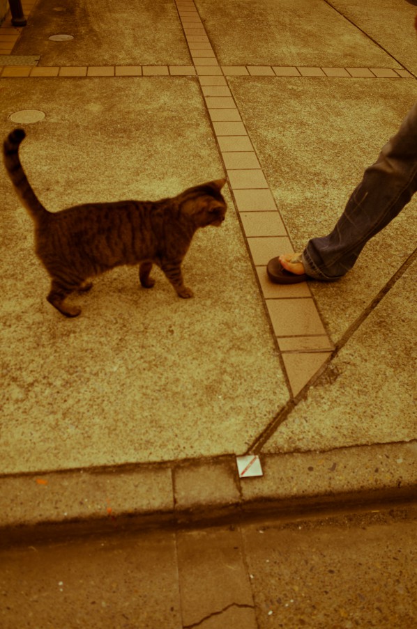 かえりみちねこ