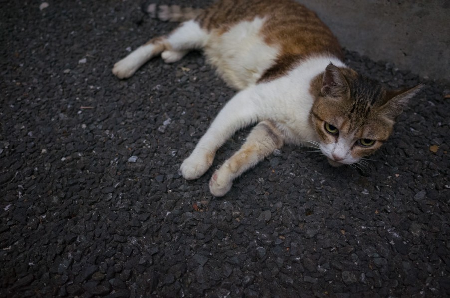 にちようねこ