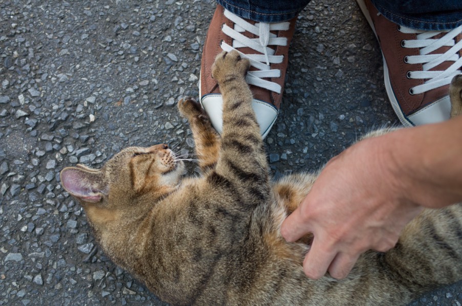 かえりみちねこ