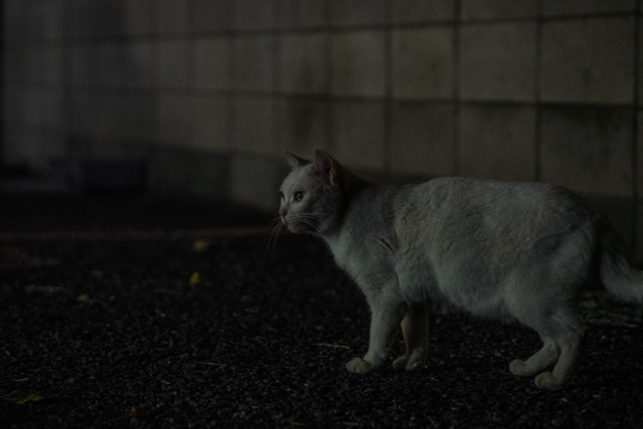 日曜猫
